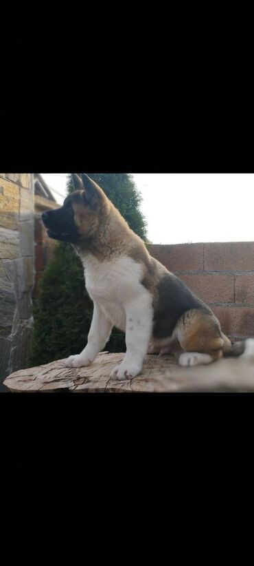 Psi: Na prodaju 3 muška šteneta iz vrhunskog legla, od oca Balua, oba pola — 3