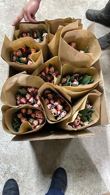 Букеты из живых цветов: Тюльпаны ОПТОМ! и в розницу вместе с луковицами рост 75см бокал 5-6см at lalafo.kg — 3 Букеты из живых цветов: Тюльпаны ОПТОМ! и в розницу вместе с луковицами рост 75см бокал 5-6см — 3