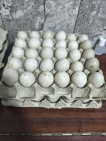 tutuquşu yumurtalı: Məhsul: lal ördək yumurtası lal ordek yumurtasi satilir, krasnadar — 1