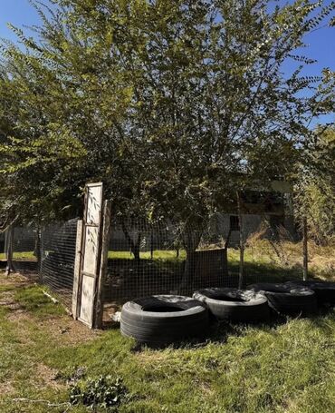 Продажа участков: 217 соток, Для сельского хозяйства, Красная книга — 4