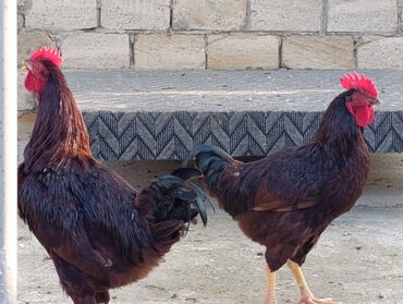 Xoruzlar: ROD İSLAND ve AVSTRALOP. cavan xoruzlar.sarilir.ve öz cinsi ferelerlə — 7