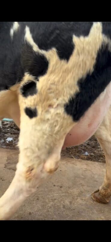 Inəklər, öküzlər: Südlük inək və buzov dəsti - Cins: Holşteyn tipli, xallı (qara‑ağ) — 12