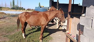 двойные козы: Продаю | Кобыла (самка) | Конный спорт — 1