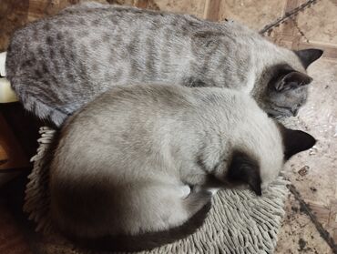 сиамский котенок: Сиамская, 4 месяца, Мальчик, Приучена к лотку