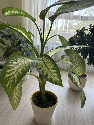 диффенбахия купить: Диффенбахия (Dieffenbachia) в горшке - Декоративно-лиственное