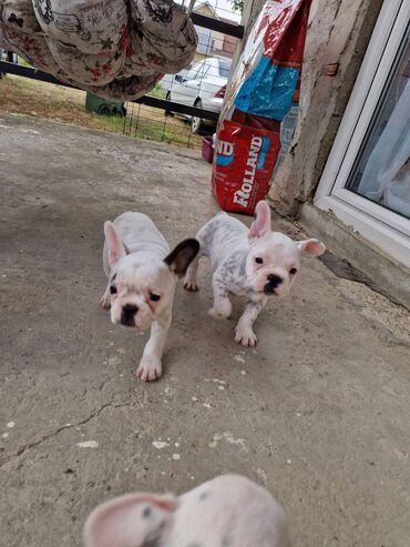 Psi: Štenci francuskog buldoga, oštenjeni 28.07, čekaju svoje nove na lalafo.rs — 13 Psi: Štenci francuskog buldoga, oštenjeni 28.07, čekaju svoje nove — 13