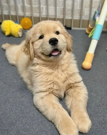 it golden: Retriever, 2 ay, Erkek, Ünvandan götürmə, Rayonlara çatdırılma, Pulsuz çatdırılma