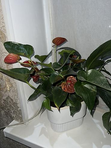 green leaf: Продаются комнатные растения. 1. **Антуриум ("Мужское счастье")** — 1