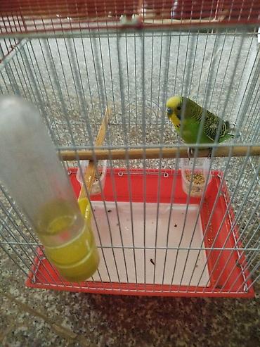 papuqay type 0: Dalğalı papağan və qəfəs dəsti - Növlə: Dalğalı papağan (budgerigar) — 1