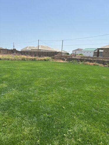 bezek bitkisi: QAZONda olan qazon növü Azərbaycanın iqliminə üyğun olan Danımrka