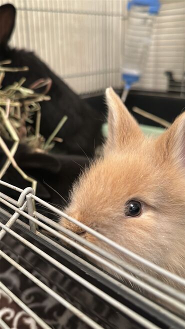 декоративные животные купить: 🐰🥰Новые малышки, 1 месяц🥰 Пухлые декоративные крольчата карликового