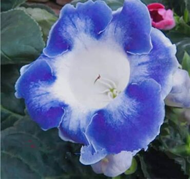 Semena i sadnice: Cena 650din / 5semenki — 8