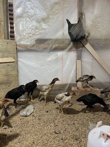 машины на продажу бишкек: Продаю | Куры | Бойцовая | Для боев