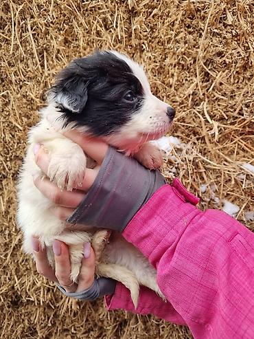 Продажа собак: Малыши ищут дом, и заботливых хозяев кушают сами, кушают все — 5