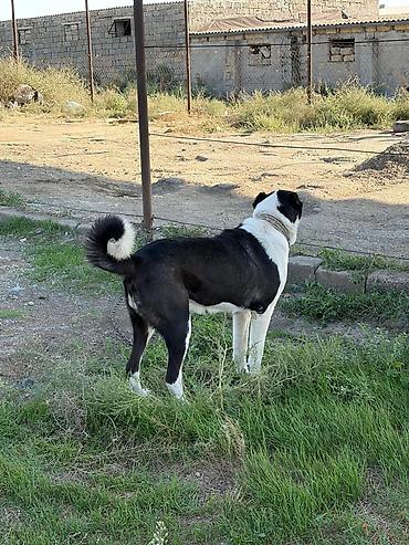 ovcharka balasi satilir: Qurdbasar, 2 il, Dişi, Peyvəndli, Rayonlara çatdırılma — 2
