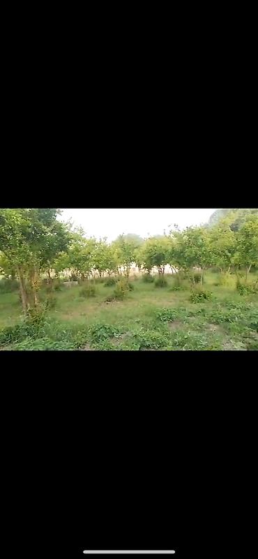 simental buzov satışı: 7 otaqlı, 88 kv. m, Təmirsiz — 5