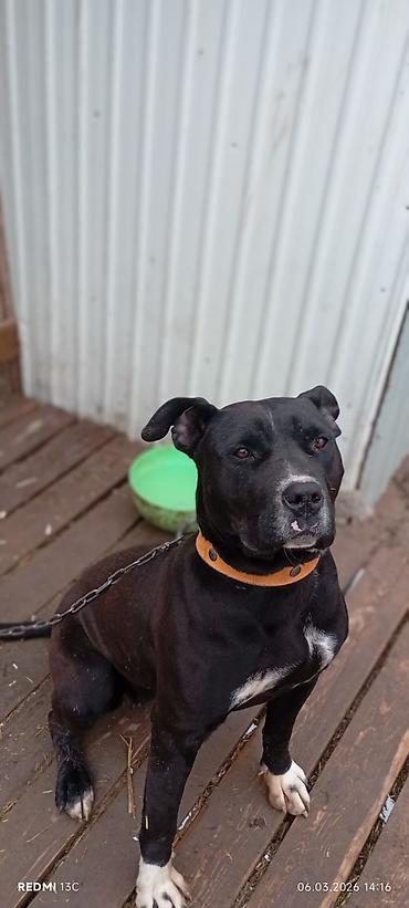 Продажа собак: Питбуль, 7 месяцев, Самка, С прививкой — 5