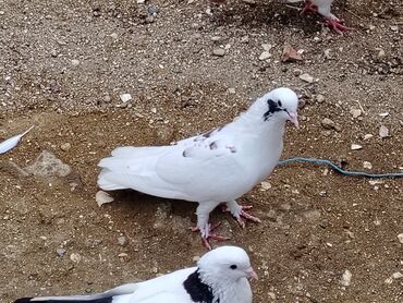 Göyərçinlər: Salam enni quyruq gozuxalli erkey satilir unvan maşdaga 0516831165