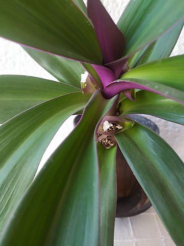 boxes: "Mojsijeva kolevka" Tradescantia spathacea - 50 cm Prodaje se biljka — 2