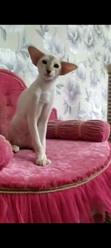 Продажа кошек: Ориентальная, 2 года, Девочка, Белый, Кастрирована, Приучена к лотку, Проглистована — 7