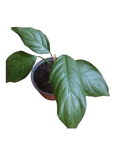 skupljač lišća: Aglaonema modestum - Sobna biljka sa tamnozelenim, sjajnim listovima — 1