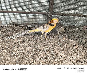 синяя птица: Золотой фазан (Chrysolophus pictus) лимонный фазан ) - Яркий — 8