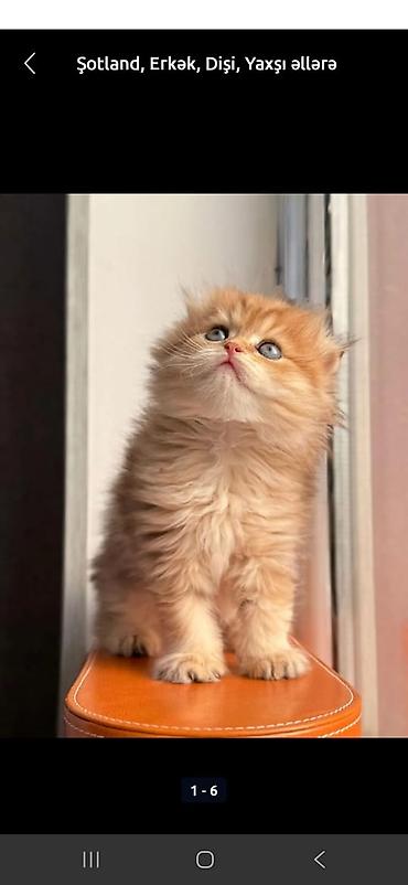 Pişiklər: Şotland — 17