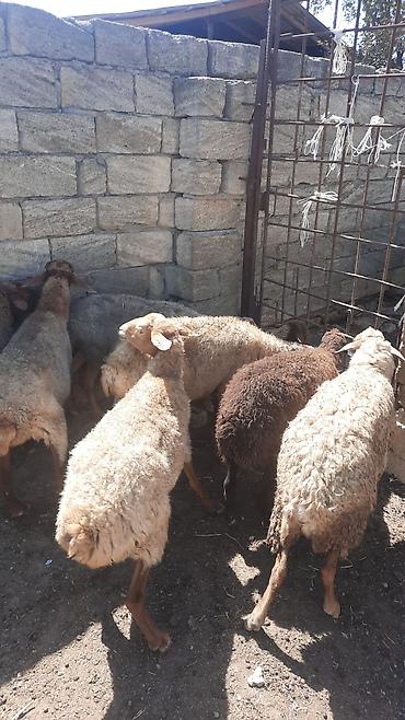 cins qoyunlar satilir: Məhsul: 30 başQoyun sürüsü Təsvir: - Yerli ətlik-yunlu tipli — 1