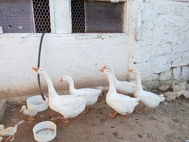 balığ satışı: Dişi, Ətlik, Ünvandan götürmə