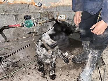 Отдам даром собаку: Собака даром: Кокер-спаниель, 10 месяцев, Самка, С родословной — 2