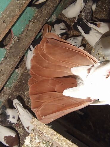 Göyərçinlər: Qırmızı boyun qırmızı quyruq 2 eded ikisidə qızğın erkek,Sarı boyun — 7