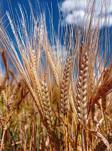 кунай минато: Продаю🌾арпа ячмень! — 1