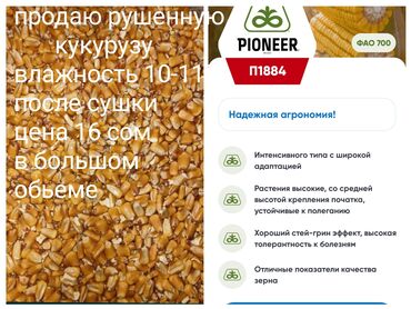 продажа кукурузу: Кукуруза рушеная 
сорт пионер 
сухая 9-11%