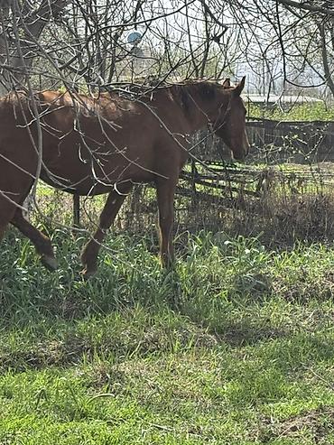 Лошади, кони: Продаю | Кобыла (самка) | Для разведения — 6