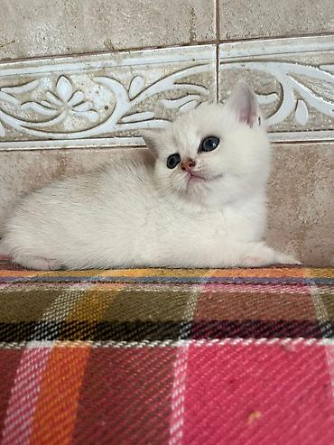 Pişiklər: Şinşilla, Erkək, Dişi — 5