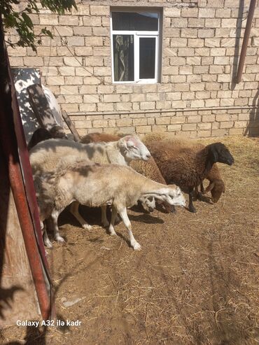 Qoyunlar, qoçlar: Fermada yetişdirilmiş, müxtəlif rənglərdə olan qoyunlar. Sağlam və — 3