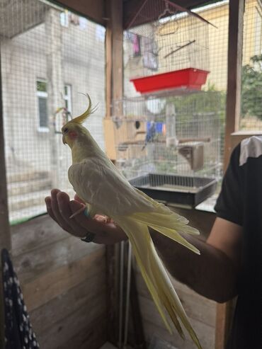 Tutuquşları: Açıq rəngli, uzun quyruqlu, başında tacı olan Corella tutuquşusu. Bu