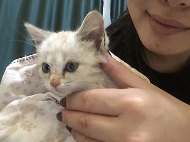 Отдам даром кошку: Кошка даром: Сиамская, 1 месяц, Мальчик — 1