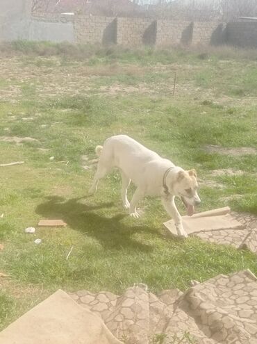 coban itleri: Çoban iti, 7 ay, Dişi, Ödənişli çatdırılma