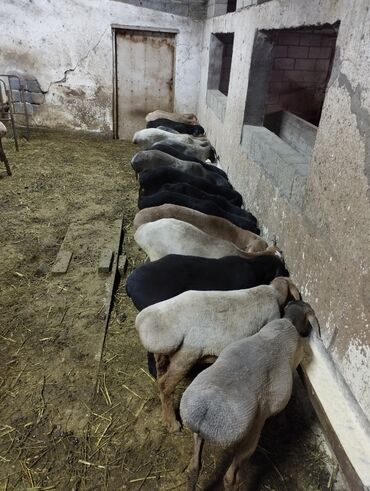 охотничий собак: Продаю баран 18 штук 12 кочкоров 6 ярок