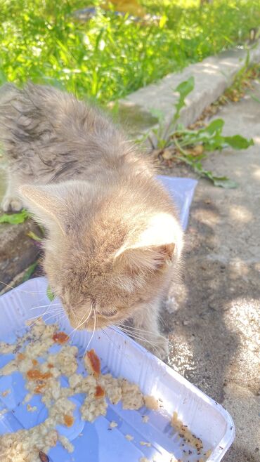 кошка с разными глазами: Кошка даром: Беспородная, 2 месяца, Мальчик