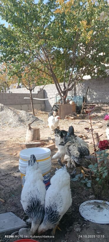 машины на продажу бишкек: Продаю | Петух | Для разведения