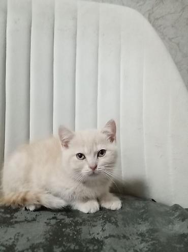 balaca akvarium: Britan, Erkək, Yaxşı əllərə — 2