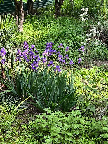 Otaq bitkiləri: Her cure guler var veregliyin baxin ancag xanimlara satiş olur Gencedi — 4