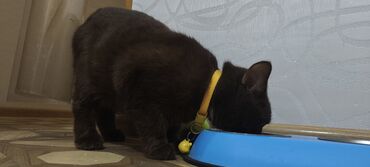 Pişiklər: Britan, Erkək, Yaxşı əllərə, Ünvandan götürmə — 8