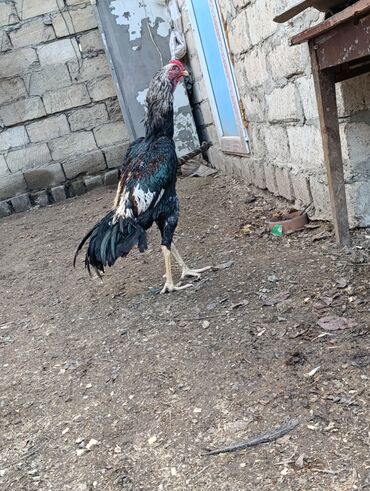 Toyuqlar: Toyuq, Damazlıq, Ödənişli çatdırılma — 7