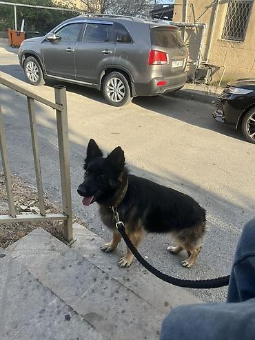 alman ovçarkası: Alman çoban iti — 5