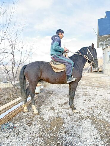 Лошади, кони: Продаю | Конь (самец) | Рабочий — 7