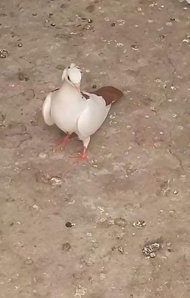 bulbul quşu: Seher tezden tutulub mayadi yalniz ciddi alicilar zeng etsin barter — 3