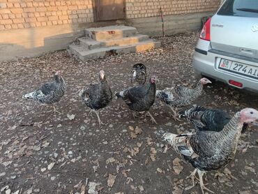 Индюки: Продаю | Индюшка (самка) | Для разведения | Племенные — 11